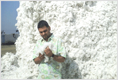 India Cotton