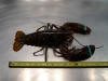 The 1000 GR / 1KG lobster is 2.2046 LBS