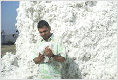 check cotton quality