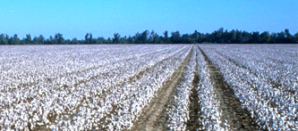 India Cotton