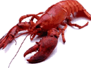 lobsters