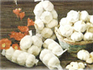 garlic